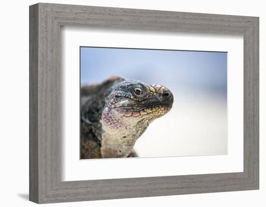 Close-Up of an Iguana on the Beach Near Staniel Cay, Exuma, Bahamas-James White-Framed Photographic Print