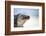 Close-Up of an Iguana on the Beach Near Staniel Cay, Exuma, Bahamas-James White-Framed Photographic Print