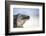 Close-Up of an Iguana on the Beach Near Staniel Cay, Exuma, Bahamas-James White-Framed Photographic Print