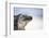 Close-Up of an Iguana on the Beach Near Staniel Cay, Exuma, Bahamas-James White-Framed Photographic Print