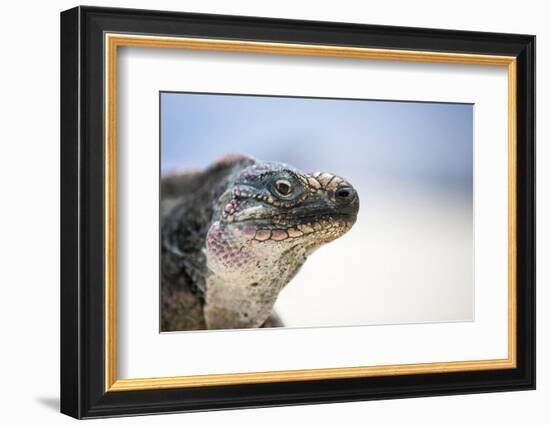 Close-Up of an Iguana on the Beach Near Staniel Cay, Exuma, Bahamas-James White-Framed Photographic Print