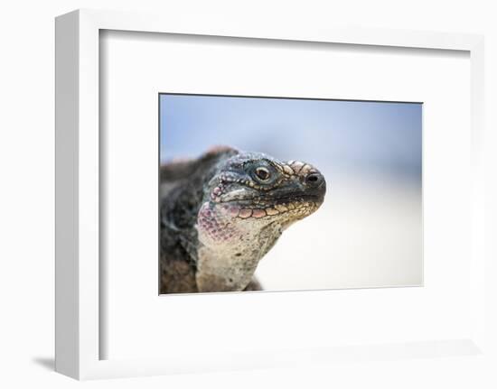 Close-Up of an Iguana on the Beach Near Staniel Cay, Exuma, Bahamas-James White-Framed Photographic Print