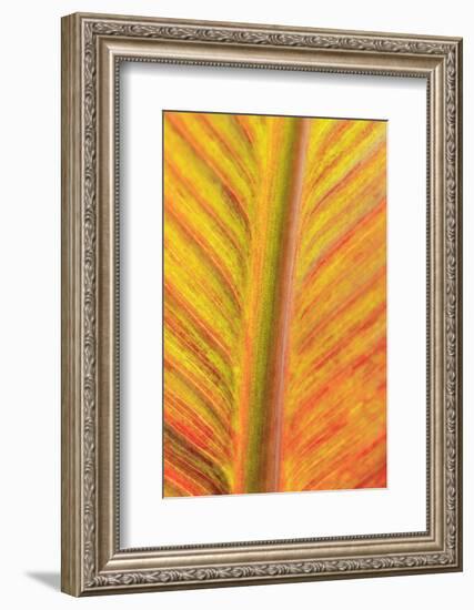 Close-up of an orange and yellow tropical leaf.-Stuart Westmorland-Framed Photographic Print