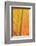 Close-up of an orange and yellow tropical leaf.-Stuart Westmorland-Framed Photographic Print