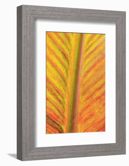 Close-up of an orange and yellow tropical leaf.-Stuart Westmorland-Framed Photographic Print