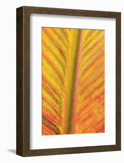 Close-up of an orange and yellow tropical leaf.-Stuart Westmorland-Framed Photographic Print