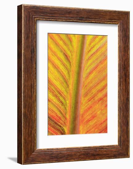 Close-up of an orange and yellow tropical leaf.-Stuart Westmorland-Framed Photographic Print