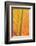 Close-up of an orange and yellow tropical leaf.-Stuart Westmorland-Framed Photographic Print