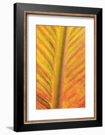 Close-up of an orange and yellow tropical leaf.-Stuart Westmorland-Framed Photographic Print