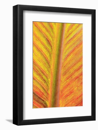 Close-up of an orange and yellow tropical leaf.-Stuart Westmorland-Framed Photographic Print