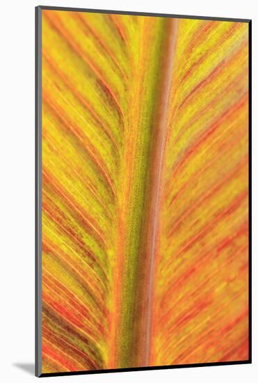 Close-up of an orange and yellow tropical leaf.-Stuart Westmorland-Mounted Photographic Print