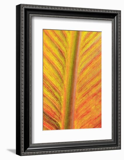 Close-up of an orange and yellow tropical leaf.-Stuart Westmorland-Framed Photographic Print