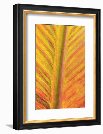 Close-up of an orange and yellow tropical leaf.-Stuart Westmorland-Framed Photographic Print