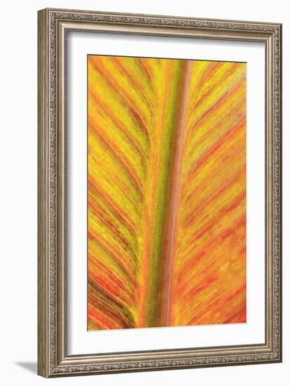 Close-up of an orange and yellow tropical leaf.-Stuart Westmorland-Framed Premium Photographic Print