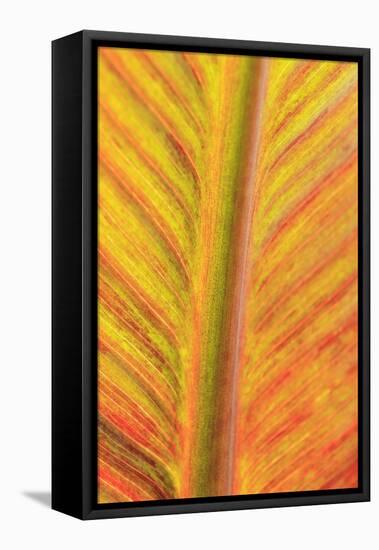 Close-up of an orange and yellow tropical leaf.-Stuart Westmorland-Framed Premier Image Canvas