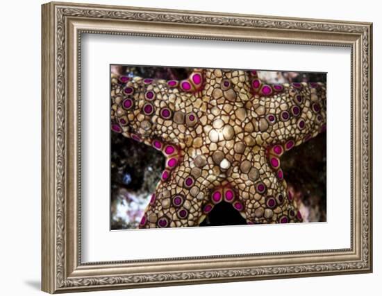 Close-Up of an Unidentified Sea Star in Indonesia-Stocktrek Images-Framed Photographic Print