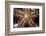 Close-Up of an Unidentified Sea Star in Indonesia-Stocktrek Images-Framed Photographic Print