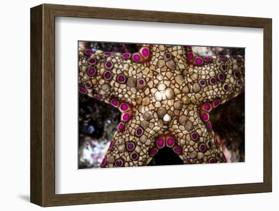 Close-Up of an Unidentified Sea Star in Indonesia-Stocktrek Images-Framed Photographic Print