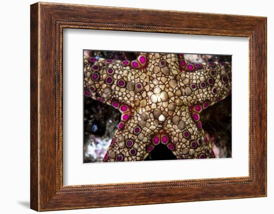 Close-Up of an Unidentified Sea Star in Indonesia-Stocktrek Images-Framed Photographic Print