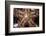 Close-Up of an Unidentified Sea Star in Indonesia-Stocktrek Images-Framed Photographic Print