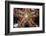 Close-Up of an Unidentified Sea Star in Indonesia-Stocktrek Images-Framed Photographic Print