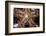 Close-Up of an Unidentified Sea Star in Indonesia-Stocktrek Images-Framed Photographic Print