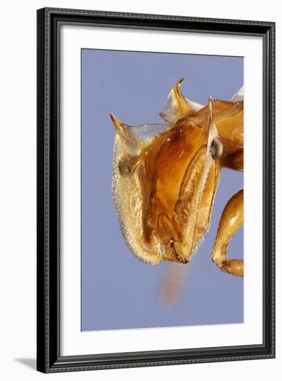 Close-Up Of Ant (Cephalotes Clypeatus) Head. Specimen Photographed Using Digital Focus Stacking-Solvin Zankl-Framed Photographic Print