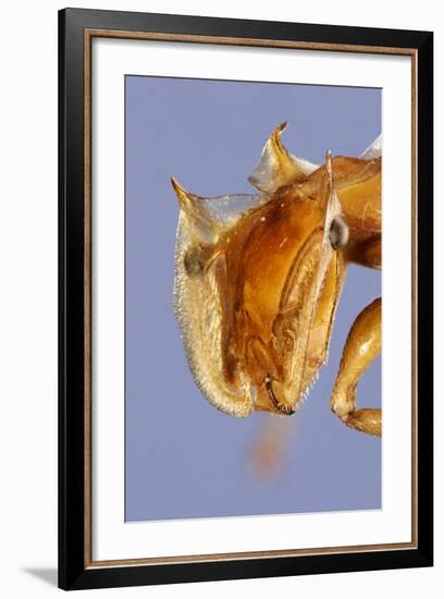 Close-Up Of Ant (Cephalotes Clypeatus) Head. Specimen Photographed Using Digital Focus Stacking-Solvin Zankl-Framed Photographic Print