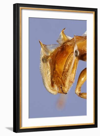 Close-Up Of Ant (Cephalotes Clypeatus) Head. Specimen Photographed Using Digital Focus Stacking-Solvin Zankl-Framed Photographic Print