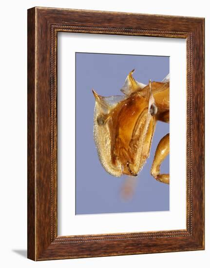 Close-Up Of Ant (Cephalotes Clypeatus) Head. Specimen Photographed Using Digital Focus Stacking-Solvin Zankl-Framed Photographic Print