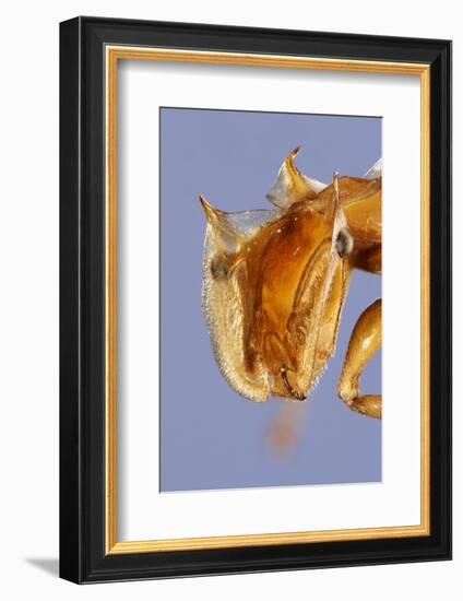 Close-Up Of Ant (Cephalotes Clypeatus) Head. Specimen Photographed Using Digital Focus Stacking-Solvin Zankl-Framed Photographic Print