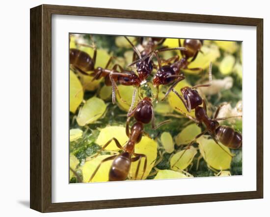 Close-up of Ants Harvesting Honeydew from Aphids, Lakeside, California, USA-Christopher Talbot Frank-Framed Photographic Print