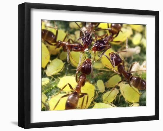 Close-up of Ants Harvesting Honeydew from Aphids, Lakeside, California, USA-Christopher Talbot Frank-Framed Photographic Print
