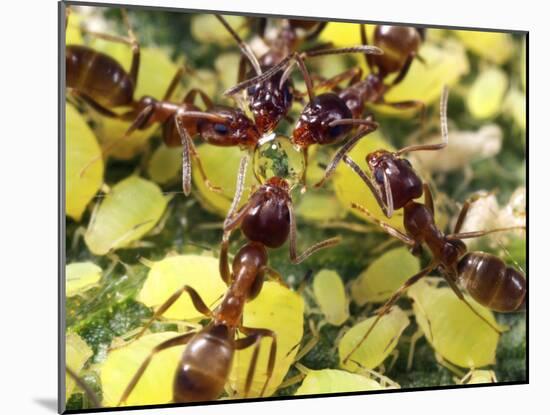 Close-up of Ants Harvesting Honeydew from Aphids, Lakeside, California, USA-Christopher Talbot Frank-Mounted Photographic Print