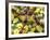 Close-up of Ants Harvesting Honeydew from Aphids, Lakeside, California, USA-Christopher Talbot Frank-Framed Photographic Print