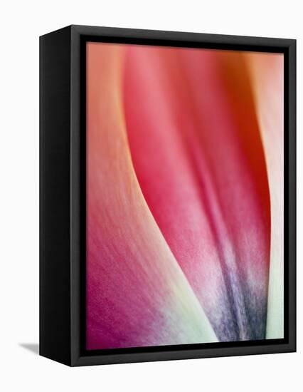 Close-Up of Apricot Impression Tulip-Clive Nichols-Framed Premier Image Canvas