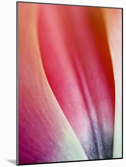 Close-Up of Apricot Impression Tulip-Clive Nichols-Mounted Photographic Print