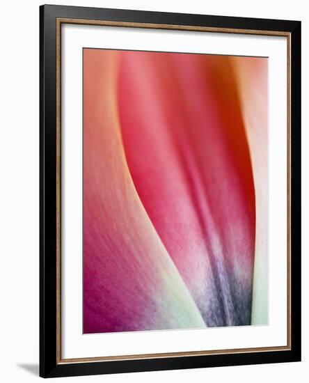 Close-Up of Apricot Impression Tulip-Clive Nichols-Framed Photographic Print