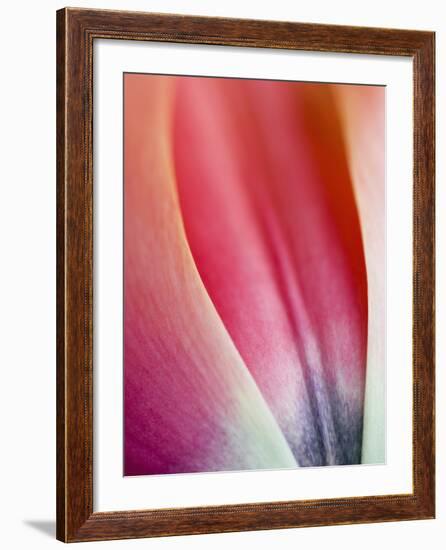 Close-Up of Apricot Impression Tulip-Clive Nichols-Framed Photographic Print