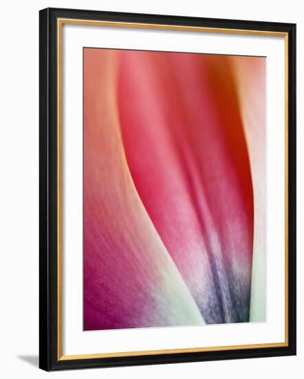 Close-Up of Apricot Impression Tulip-Clive Nichols-Framed Photographic Print