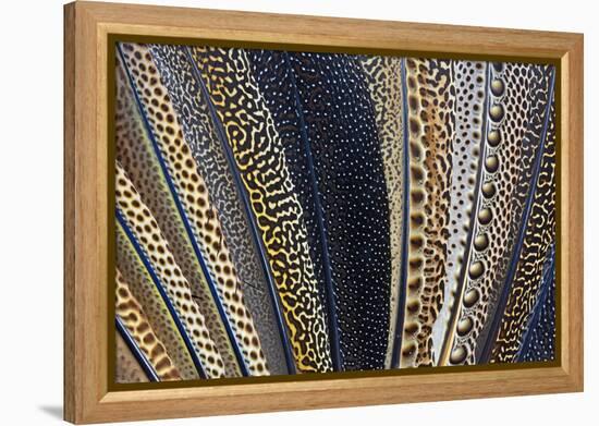 Close-Up of Argus Pheasant Wing Feathers-Darrell Gulin-Framed Premier Image Canvas