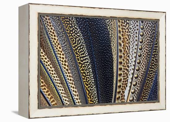 Close-Up of Argus Pheasant Wing Feathers-Darrell Gulin-Framed Premier Image Canvas