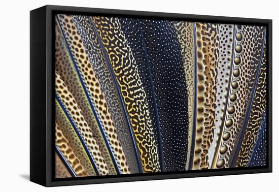 Close-Up of Argus Pheasant Wing Feathers-Darrell Gulin-Framed Premier Image Canvas