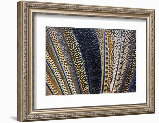 Close-Up of Argus Pheasant Wing Feathers-Darrell Gulin-Framed Photographic Print