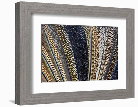 Close-Up of Argus Pheasant Wing Feathers-Darrell Gulin-Framed Photographic Print