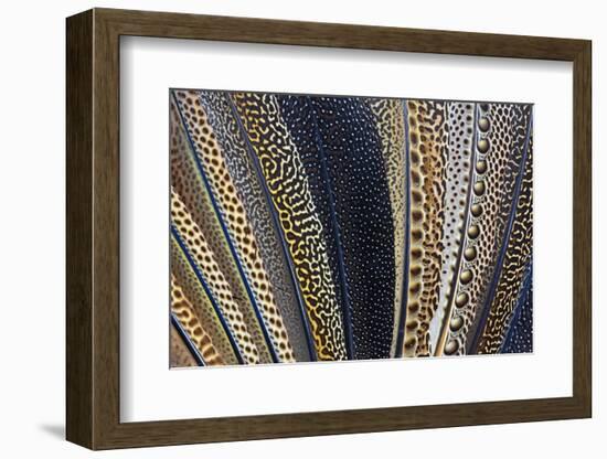 Close-Up of Argus Pheasant Wing Feathers-Darrell Gulin-Framed Photographic Print