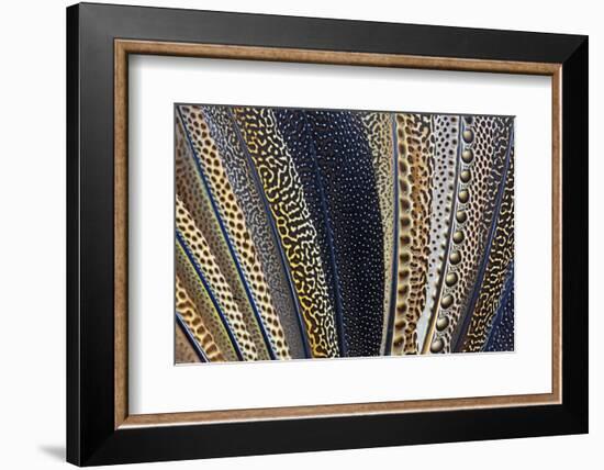 Close-Up of Argus Pheasant Wing Feathers-Darrell Gulin-Framed Photographic Print