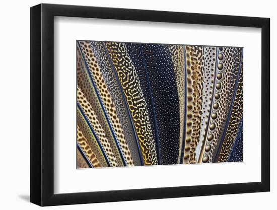 Close-Up of Argus Pheasant Wing Feathers-Darrell Gulin-Framed Photographic Print