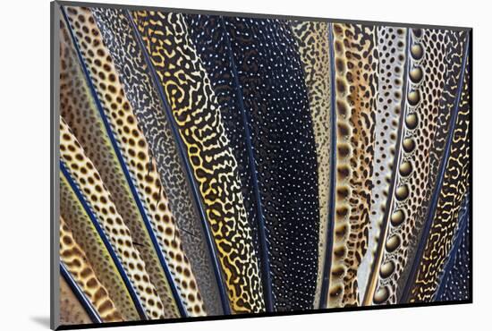 Close-Up of Argus Pheasant Wing Feathers-Darrell Gulin-Mounted Photographic Print