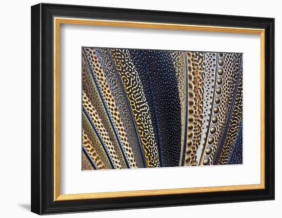 Close-Up of Argus Pheasant Wing Feathers-Darrell Gulin-Framed Photographic Print